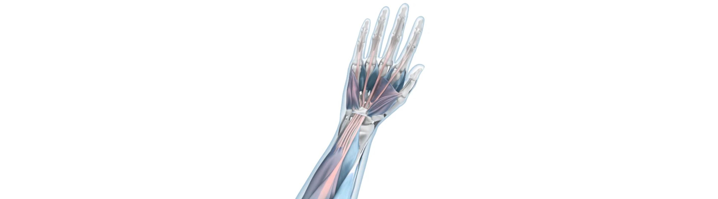 illustration of a hand with see-through skin. The upper forearm muscle, which connects to upper hand and finger muscles, is red, indicating mouse arm irritation