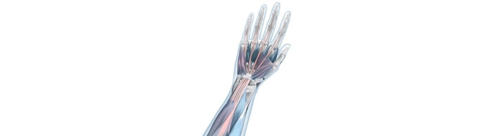 illustration of a hand with see-through skin. The upper forearm muscle, which connects to upper hand and finger muscles, is red, indicating mouse arm irritation