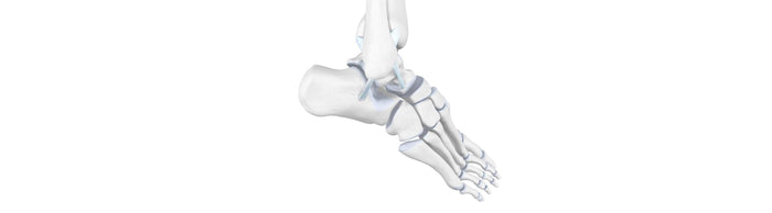 illustration of the skeletal foot and ankle. It shows some signs of ankle distortion