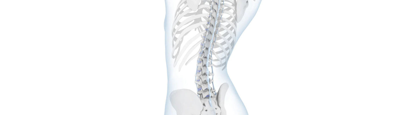 Illustration of the spine. The curve of the lower back is exaggerated inward, indicating hyperlordosis
