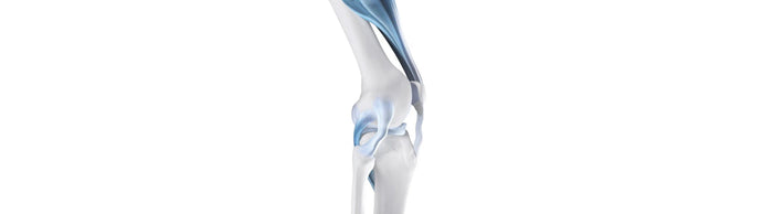 Illustration of the skeletal knee with ligaments and tendons, which factor into knee stability