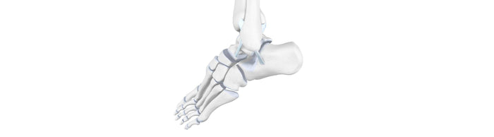 illustration of the skeletal ankle. It is bent awkwardly to the side and the ligaments look stretched, indicating overextension or ligament sprain.