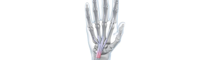 illustration of the hand with see-through skin. There is redness over the wrist tendons, indicating wrist tendonitis pain.