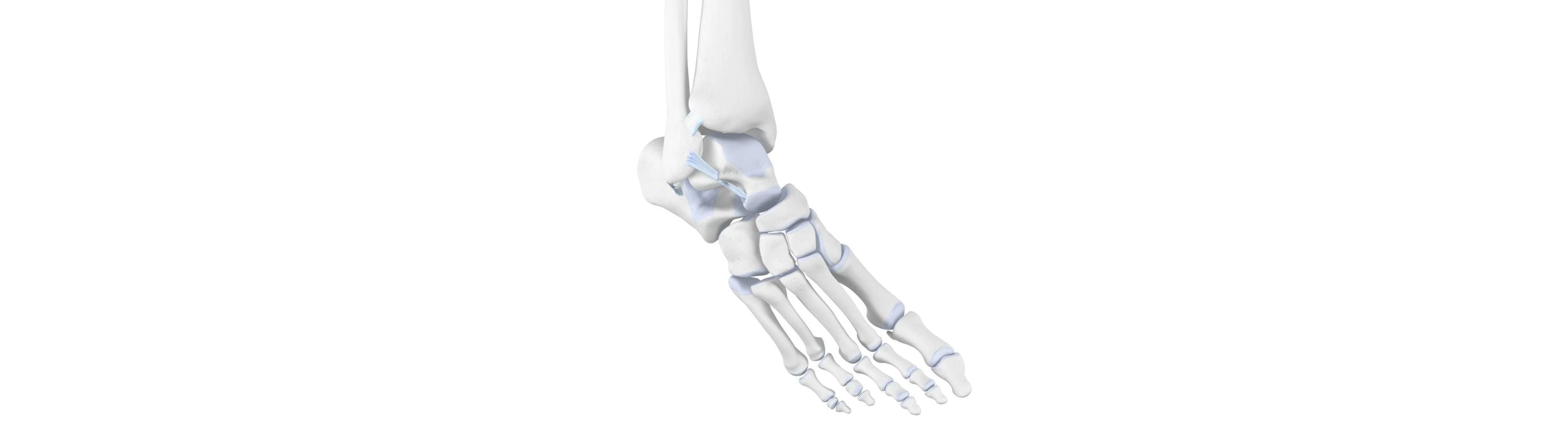 illustration of the skeletal ankle depicting supination trauma