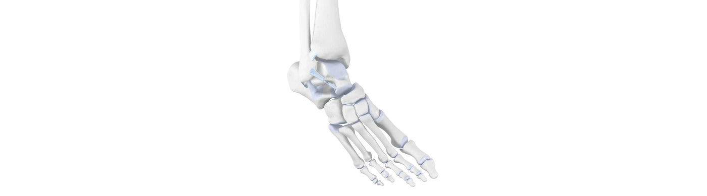 illustration of the skeletal ankle depicting supination trauma